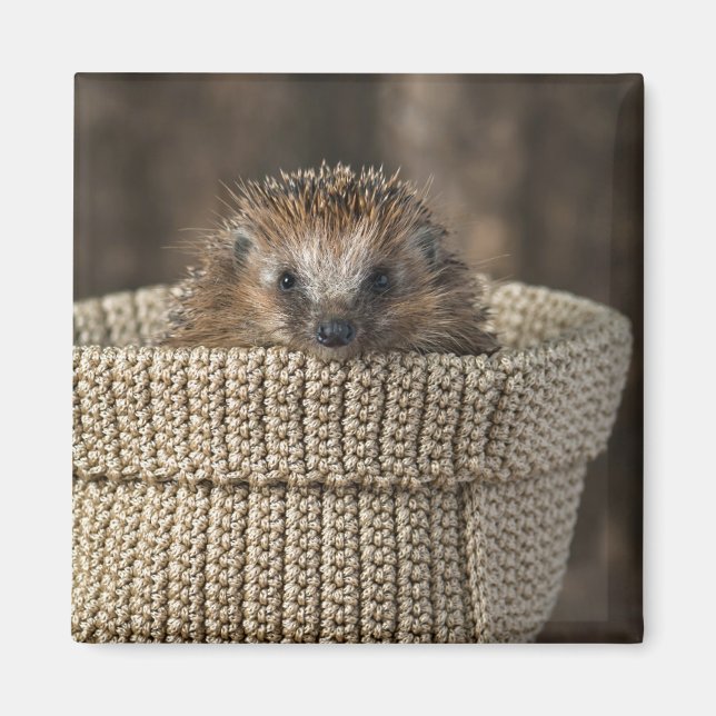 Cutest Baby Animals | Hedgehog in a Basket Magnet (Front)