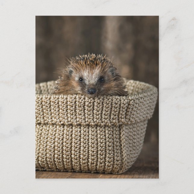 Cutest Baby Animals | Hedgehog in a Basket Postcard (Front)