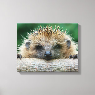Cutest Baby Animals   Hedgehog Smile Canvas Print