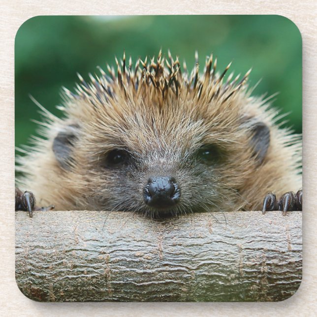 Cutest Baby Animals | Hedgehog Smile Coaster (Front)