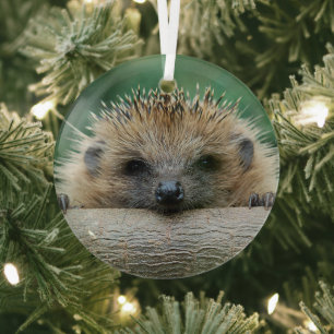Cutest Baby Animals   Hedgehog Smile Glass Tree Decoration