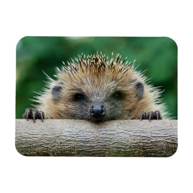 Cutest Baby Animals | Hedgehog Smile Magnet (Horizontal)