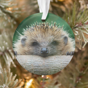 Cutest Baby Animals   Hedgehog Smile Ornament