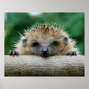 Cutest Baby Animals   Hedgehog Smile Poster