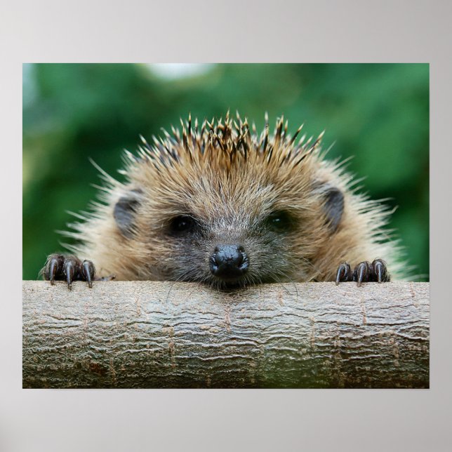 Cutest Baby Animals | Hedgehog Smile Poster (Front)