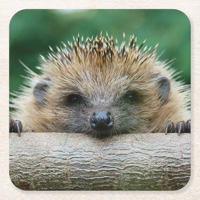 Cutest Baby Animals | Hedgehog Smile Square Paper Coaster (Front)