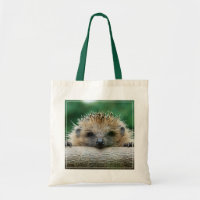 Cutest Baby Animals | Hedgehog Smile