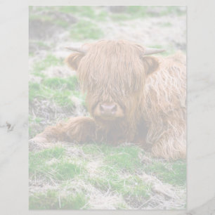 Cutest Baby Animals Highland Cow Calf