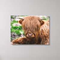 Cutest Baby Animals | Highland Cow Calf