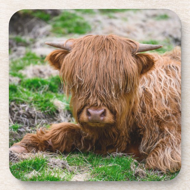 Cutest Baby Animals | Highland Cow Calf Coaster (Front)