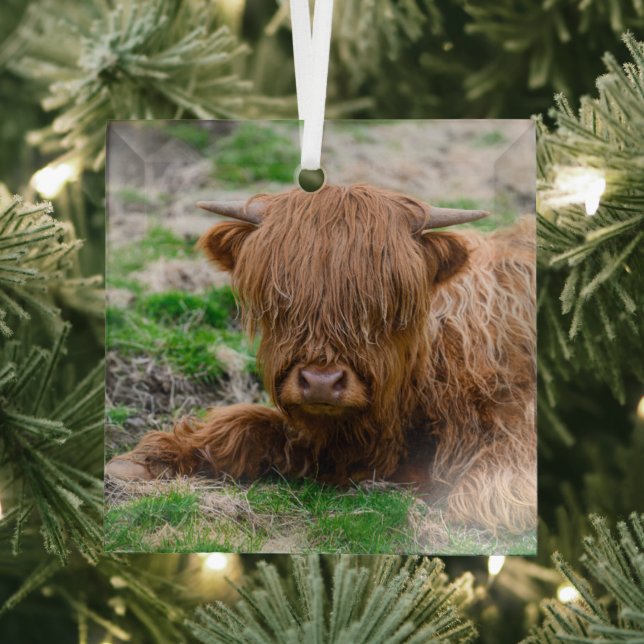 Cutest Baby Animals | Highland Cow Calf Glass Tree Decoration (Insitu)