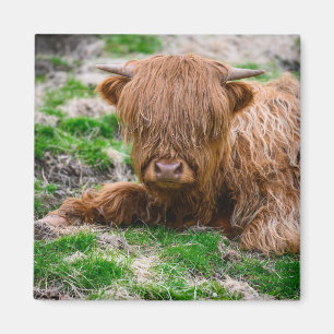 Cutest Baby Animals   Highland Cow Calf Magnet