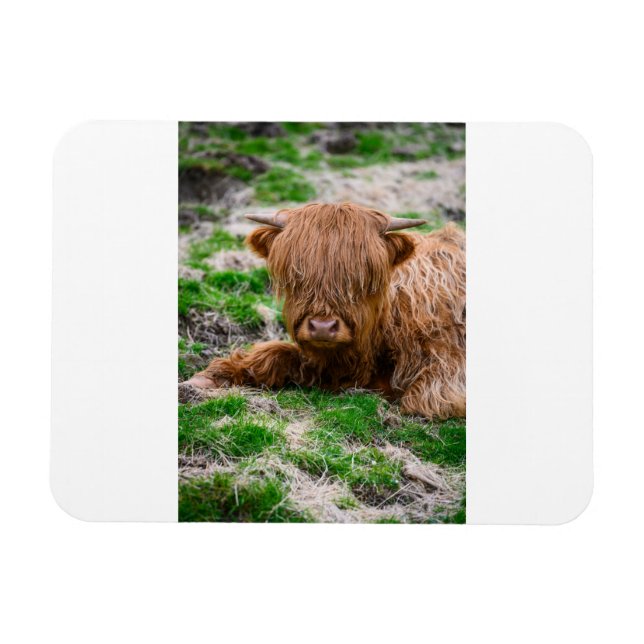 Cutest Baby Animals | Highland Cow Calf Magnet (Horizontal)