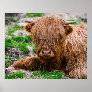 Cutest Baby Animals   Highland Cow Calf Poster
