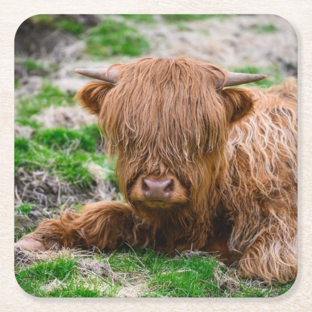 Cutest Baby Animals | Highland Cow Calf Square Paper Coaster (Front)
