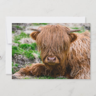 Cutest Baby Animals   Highland Cow Calf Thank You Card