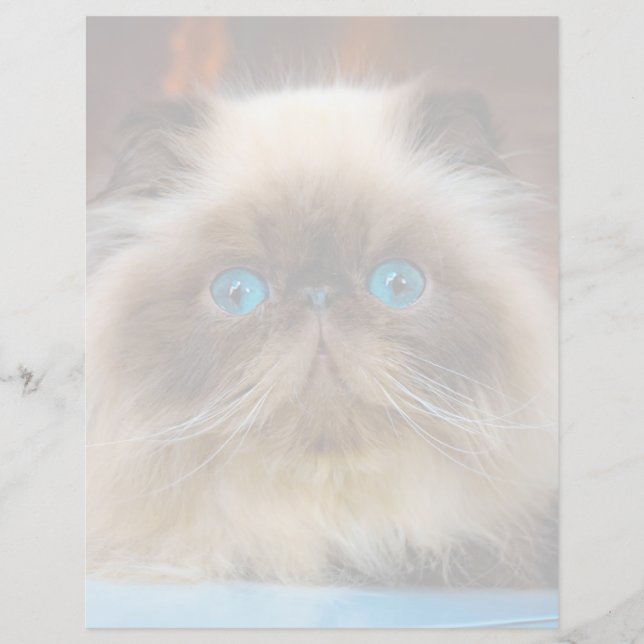 Cutest Baby Animals | Himalayan Cat (Front)