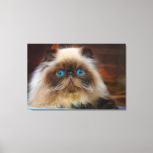 Cutest Baby Animals   Himalayan Cat Canvas Print