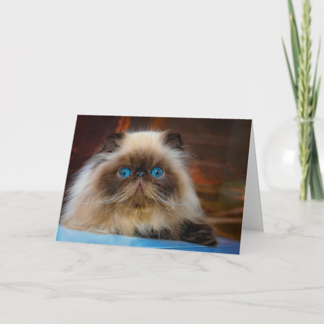 Cutest Baby Animals | Himalayan Cat Card (Front)