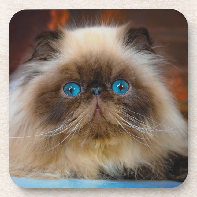 Cutest Baby Animals | Himalayan Cat Coaster (Front)