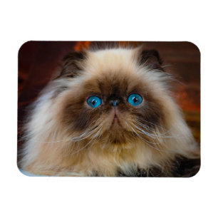 Cutest Baby Animals   Himalayan Cat Magnet