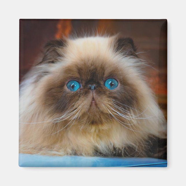 Cutest Baby Animals | Himalayan Cat Magnet (Front)