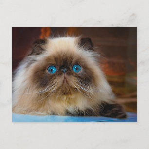 Cutest Baby Animals   Himalayan Cat Postcard