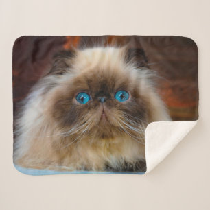 Cutest Baby Animals   Himalayan Cat Sherpa Blanket