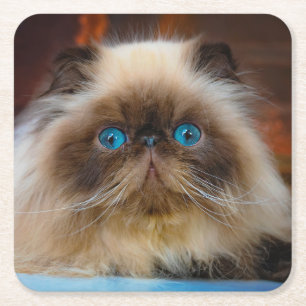 Cutest Baby Animals   Himalayan Cat Square Paper Coaster