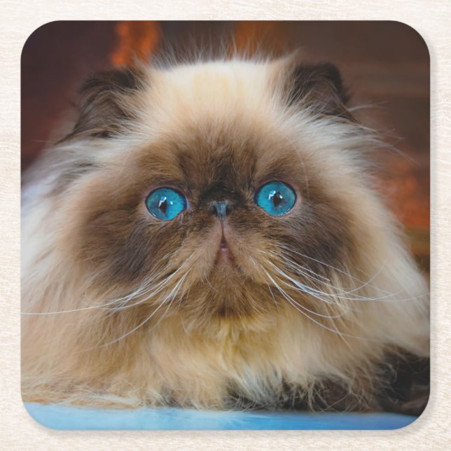 Cutest Baby Animals | Himalayan Cat Square Paper Coaster (Front)