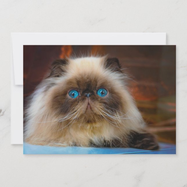 Cutest Baby Animals | Himalayan Cat Thank You Card (Front)