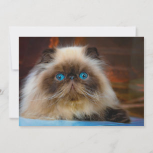 Cutest Baby Animals   Himalayan Cat Thank You Card