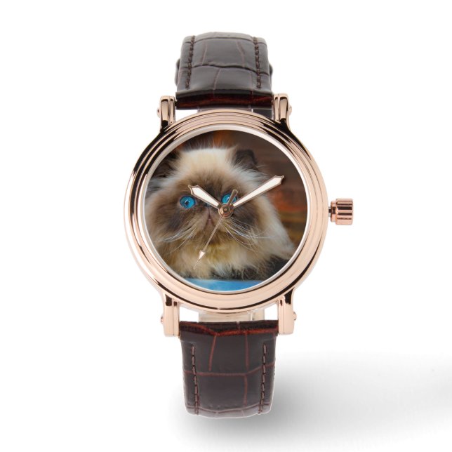 Cutest Baby Animals | Himalayan Cat Watch (Front)