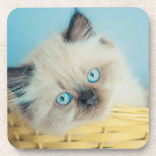 Cutest Baby Animals   Himalayan Seal Point Cat Coaster