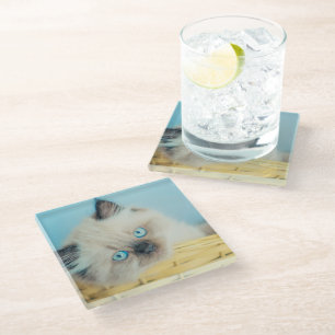 Cutest Baby Animals   Himalayan Seal Point Cat Glass Coaster