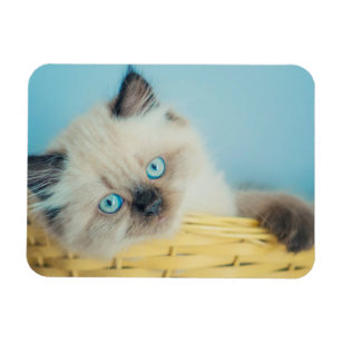Cutest Baby Animals   Himalayan Seal Point Cat Magnet