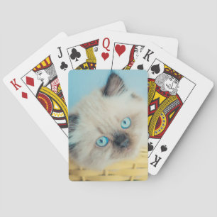 Cutest Baby Animals   Himalayan Seal Point Cat Playing Cards