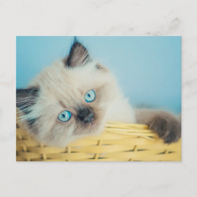 Cutest Baby Animals | Himalayan Seal Point Cat Postcard (Front)
