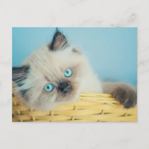 Cutest Baby Animals   Himalayan Seal Point Cat Postcard