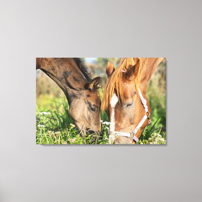 Cutest Baby Animals | Horse Colt Canvas Print (Front)
