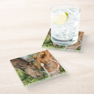 Cutest Baby Animals   Horse Colt Glass Coaster