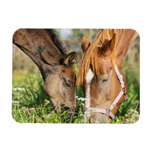 Cutest Baby Animals Horse Colt Magnet