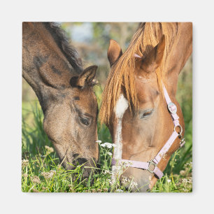 Cutest Baby Animals Horse Colt Magnet