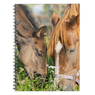 Cutest Baby Animals Horse Colt Notebook