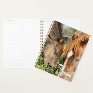 Cutest Baby Animals   Horse Colt Planner