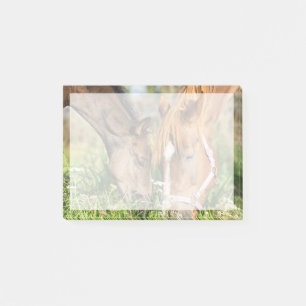 Cutest Baby Animals   Horse Colt Post-it Notes