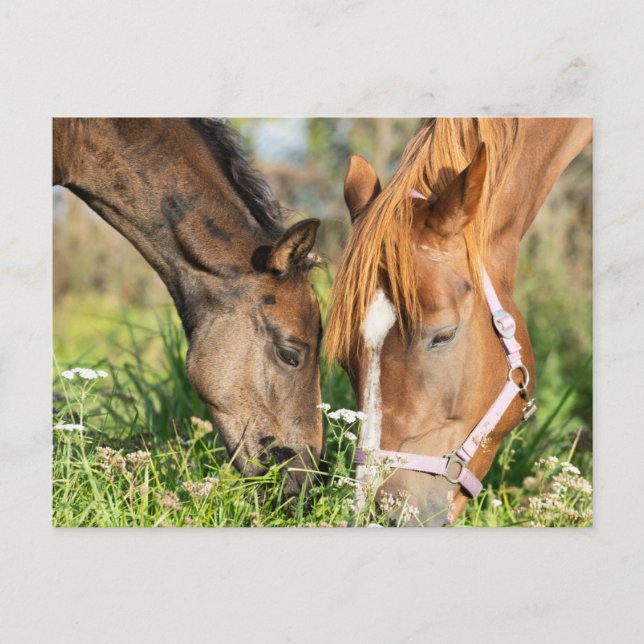 Cutest Baby Animals | Horse Colt Postcard (Front)