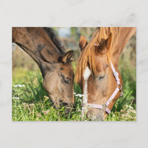 Cutest Baby Animals Horse Colt Postcard