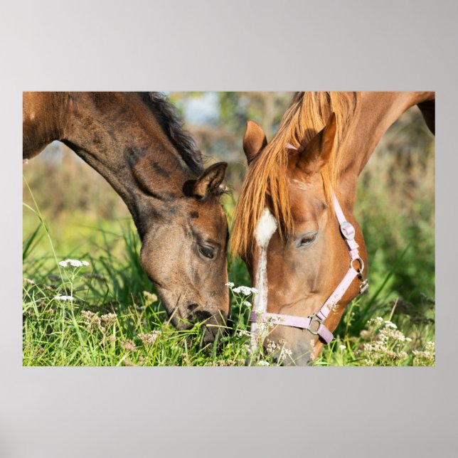 Cutest Baby Animals | Horse Colt Poster (Front)