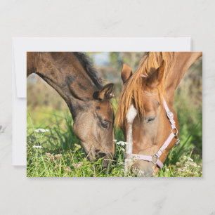 Cutest Baby Animals Horse Colt Thank You Card
